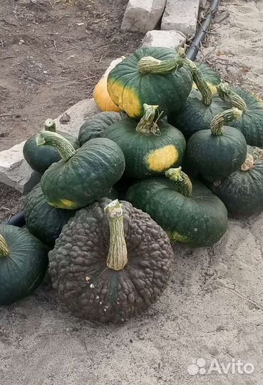 Семена тыквы