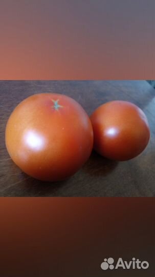 Помидоры свои на навозе