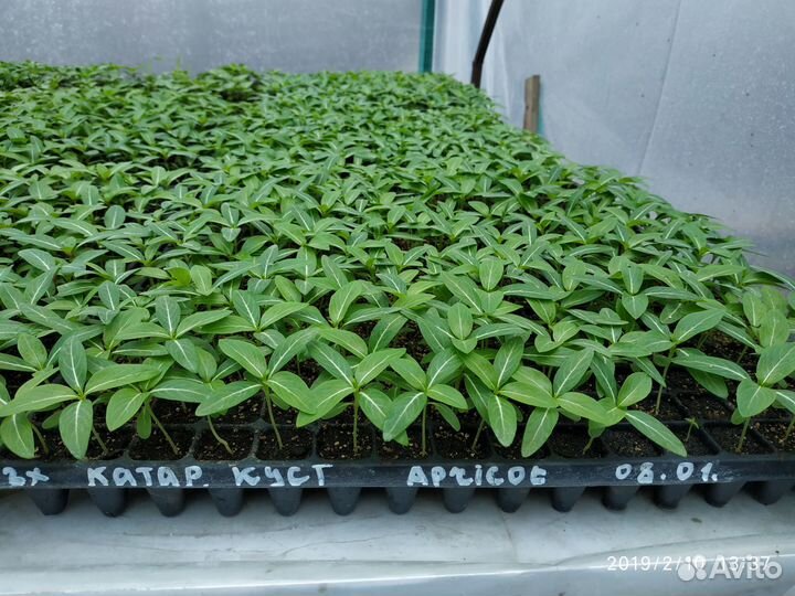 Рассада цветов катарантуса петунии бархатцев оптом