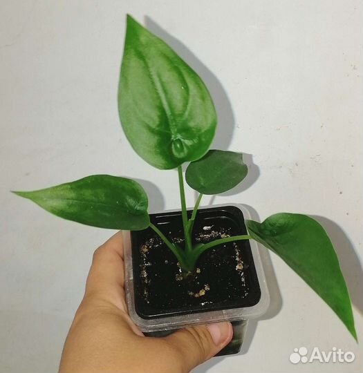 Детки алоказий