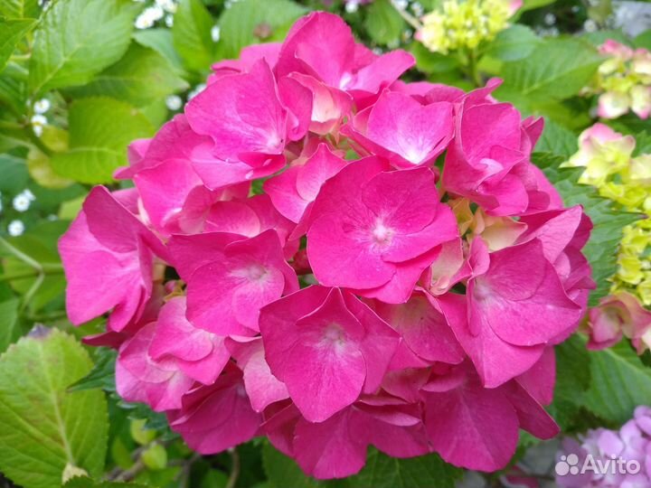 Гортензия широколистная, монарда