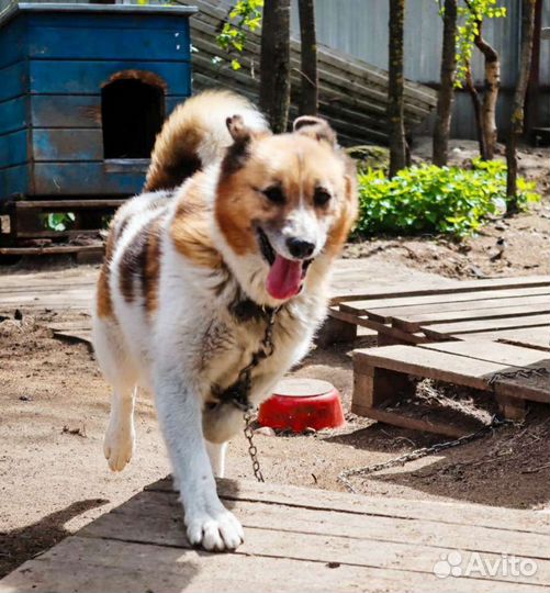 Солнечная собачка