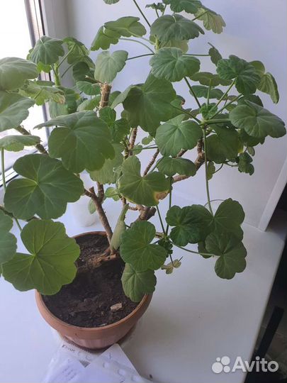 Пеларгония герань