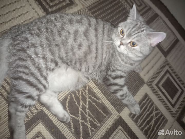 Британская