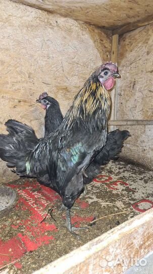 Виандот/Люйкэданьцзи ухейилюй /ия/ утки/ утята