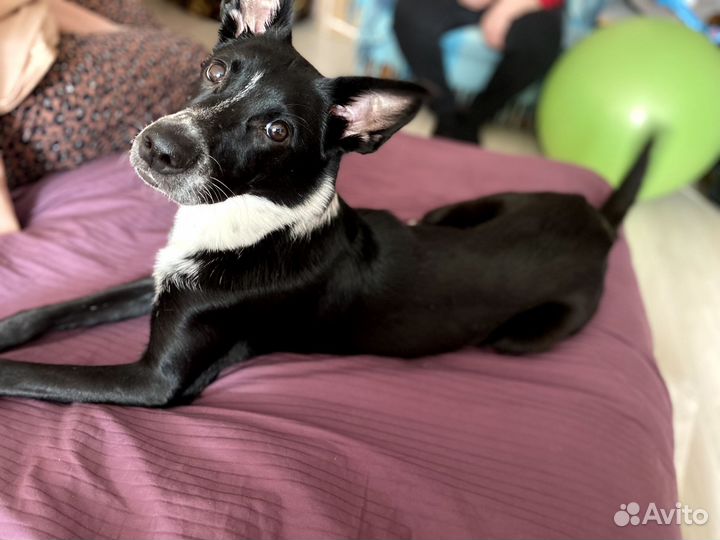 Собака в добрые руки