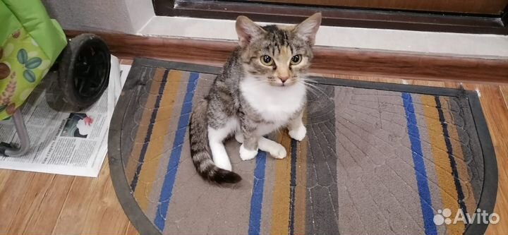 Деревенская кошечка