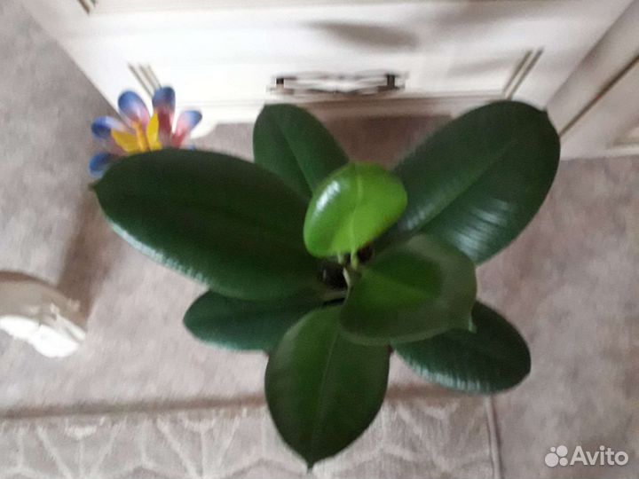 Фикус крупнолистный