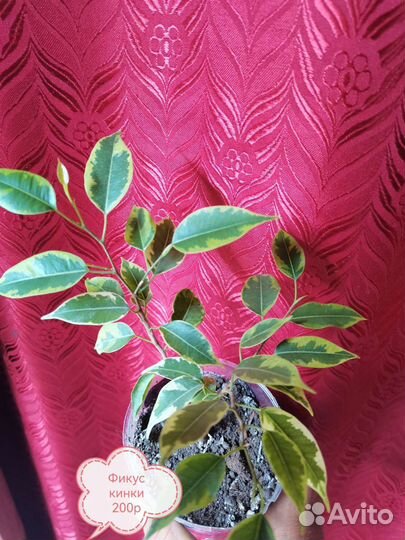 Комнатные цветы