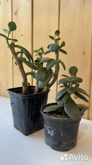 Крассула толстянка