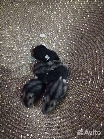 Джунгарские хомяки