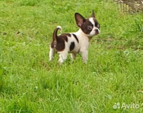 Мини мальчики Чихуахуа