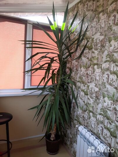 Пальма юкка