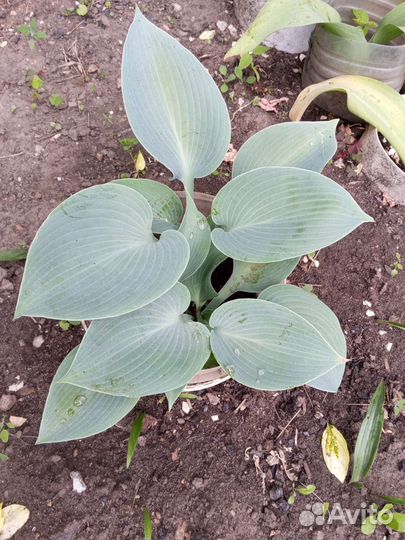 Туя смаранг, гортензия и цветы многолетники