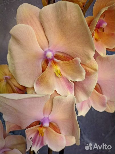 Орхидея фаленопсис Осенний ветер биг лип