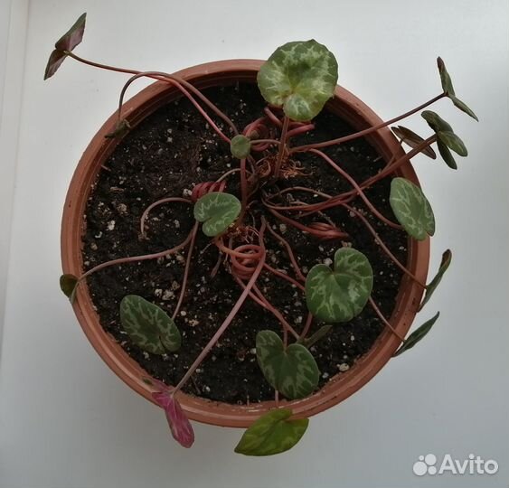 Европейский цикламен