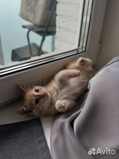 Котята