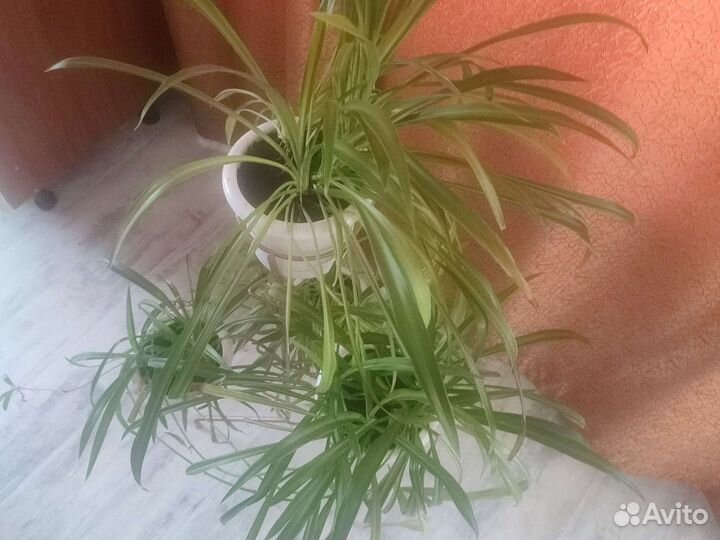 Продам хлорофитум