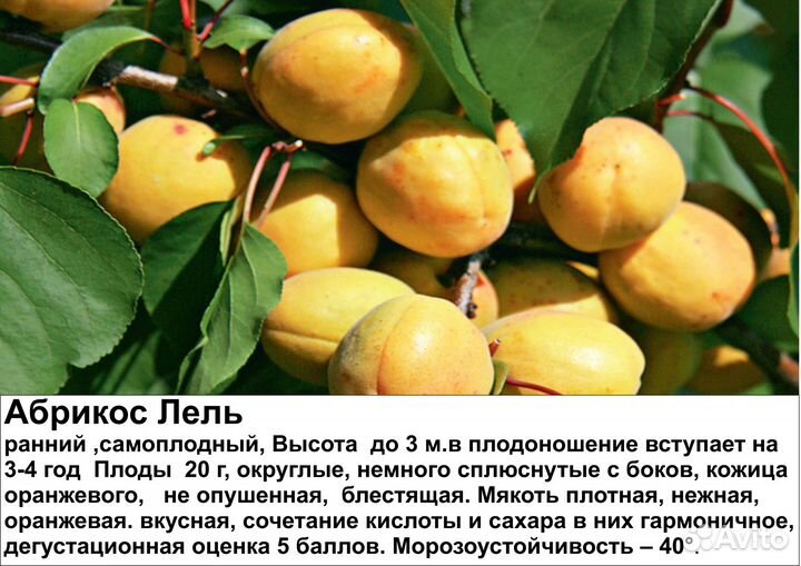 Саженцы абрикос
