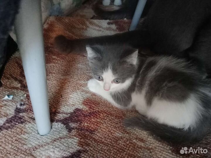 Котята