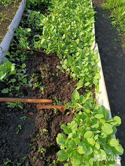 Рассада капусты