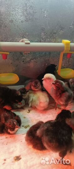 Цыплята суточные несушки породистые