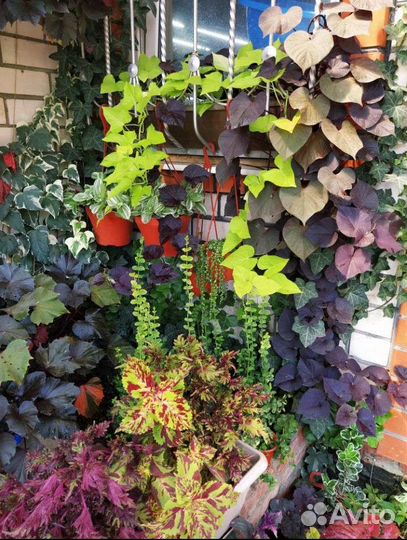 Ипомея батат