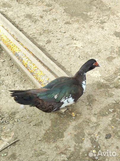 Инкубационное яйцо мускусной утки