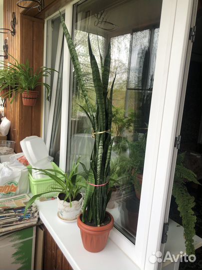 Сансивиерия