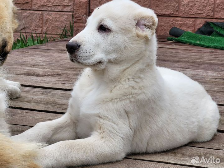 Среднеазиатская овчарка алабай щенки