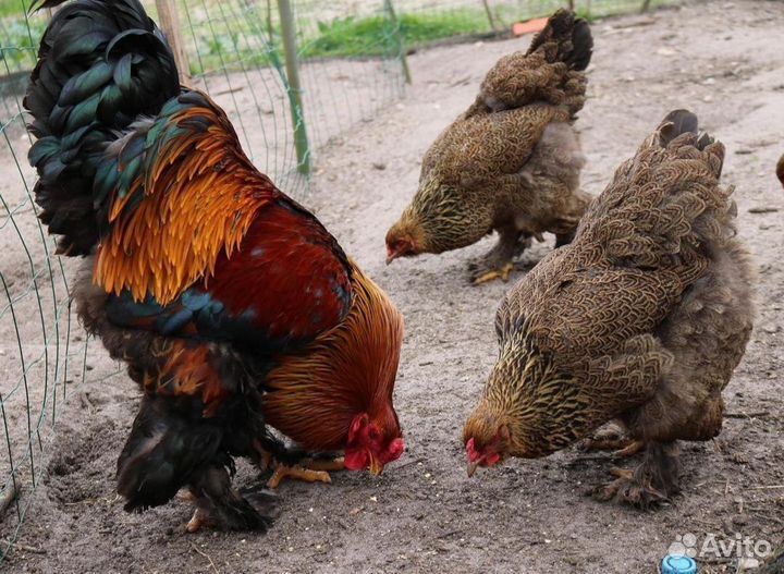 Брама разных окрасов ия