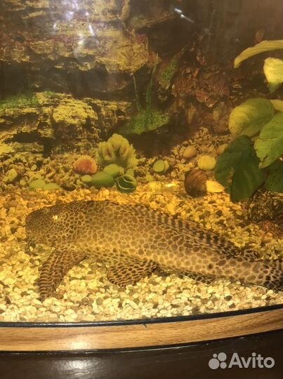 Парчовый сом птеригоплихт