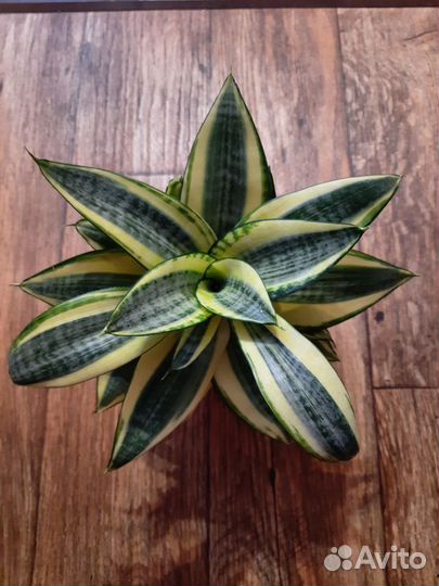 Сансевиерия ханни голд