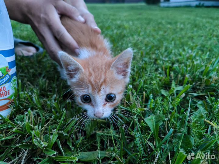 Рыжий котенок, мальчик