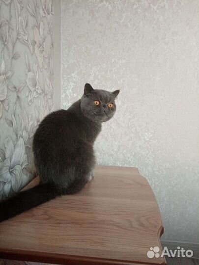 Вязка, кот экзот