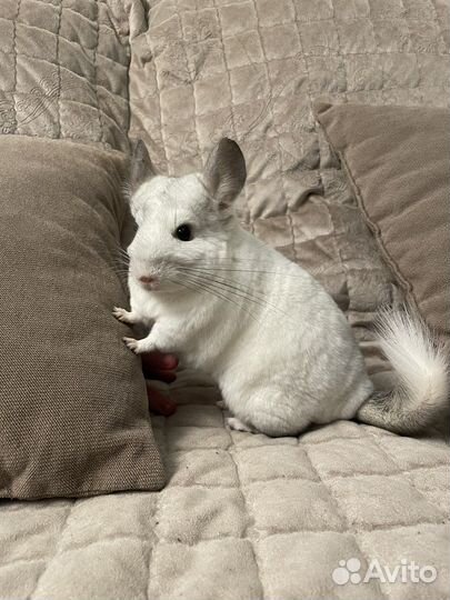Шиншилла белый вильсон