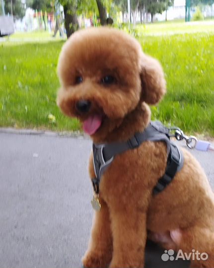 Той-пудель вязка