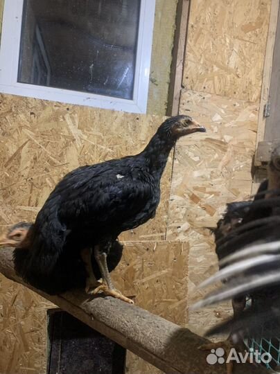 Бойцовые цыплята