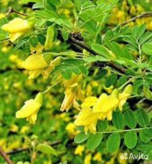 Желтая акация