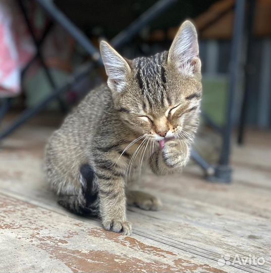 Котята