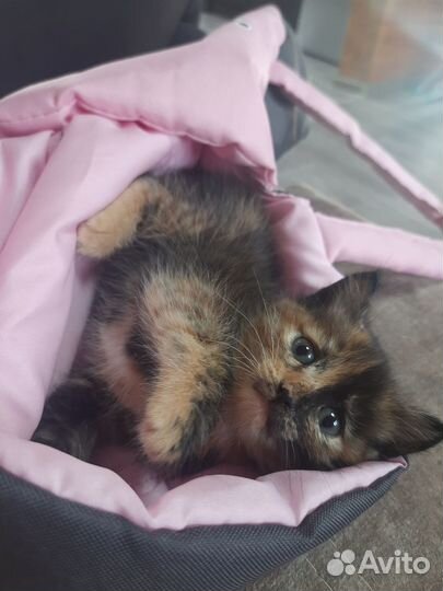 Котенок девочка