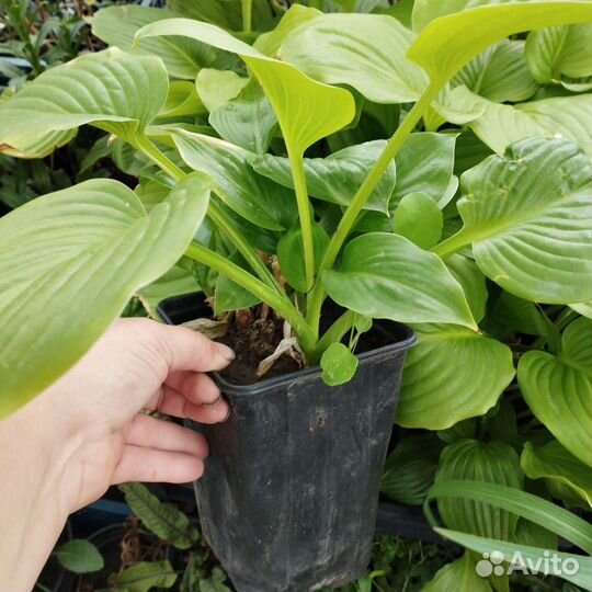 Хоста в зкс