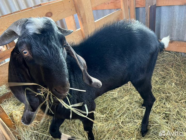 Нубийский козел