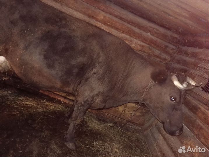 Корова дойная