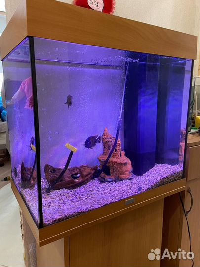 Аквариум с рыбами juwel 120 бу