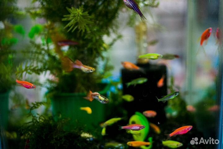 Аквариумные рыбки и растения