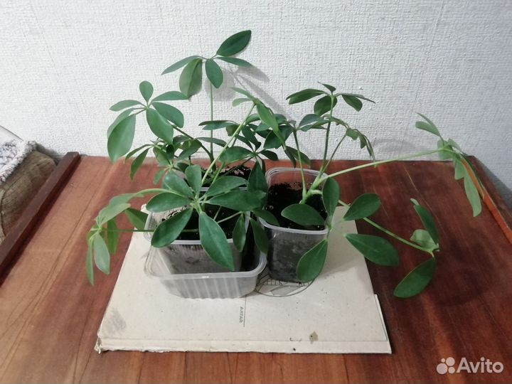 Цветок Шеффлера (Шефлера)