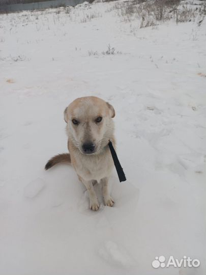 Собака ищет дом