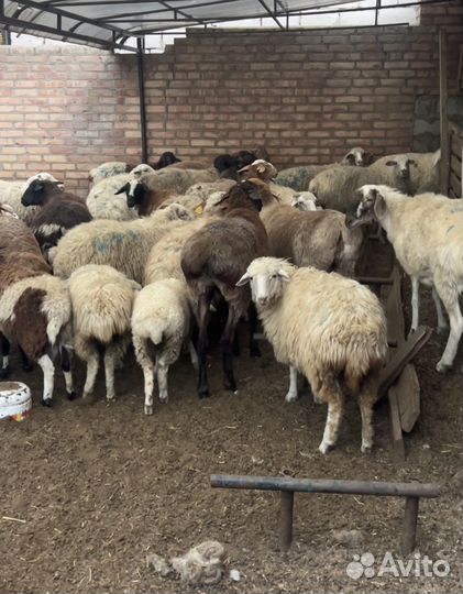 Продаю бараны 35 все вместе отдам за 400т