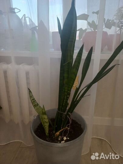 Сансевиерия (